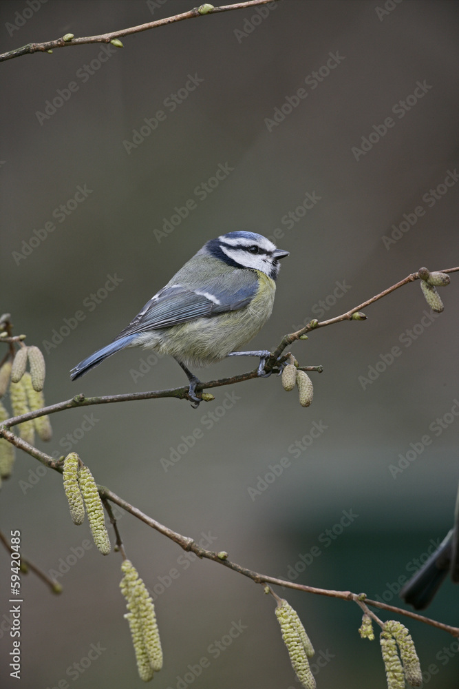 Fototapeta premium Blue tit, Parus caeruleus