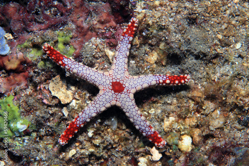 Necklace sea star #59420466