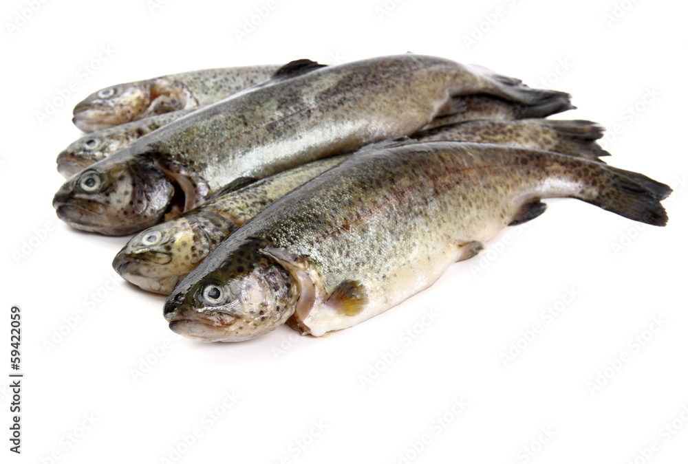 Five fresh rainbow trout on white background Five fresh rainbow trout on white background