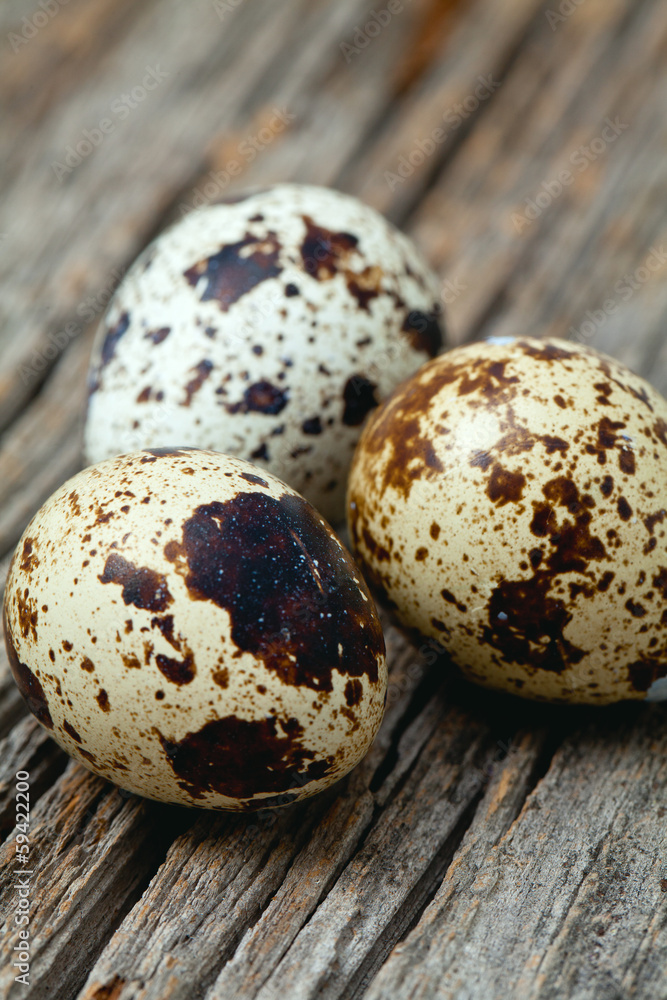 Obraz premium quail eggs