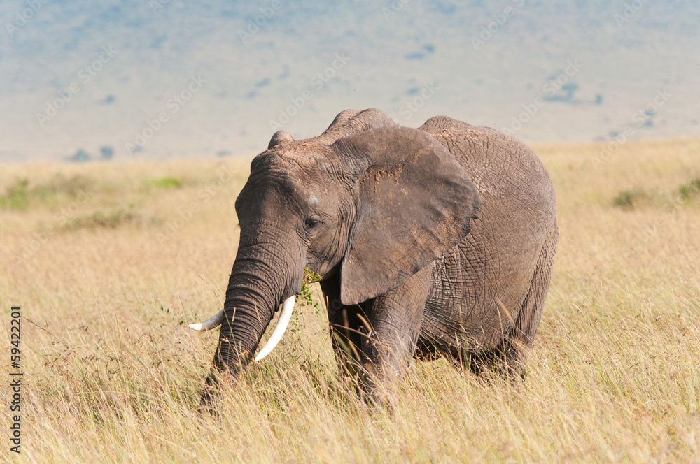 Obraz premium african elephant grazing in the savannah in kenya