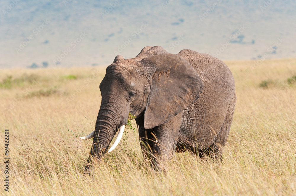 african elephant grazing in the savannah in kenya