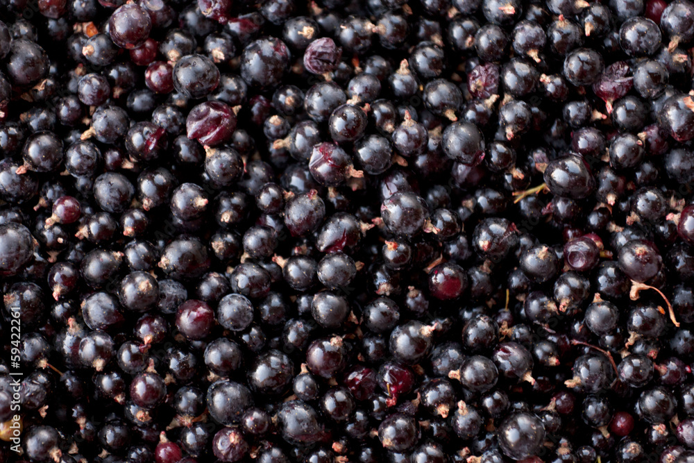 Fresh harvest Black Currants Rubus hudsonianum Fresh harvest Black Currants Rubus hudsonianum