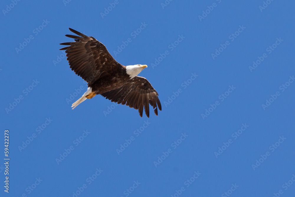 Obraz premium Soaring American Bald Eagle