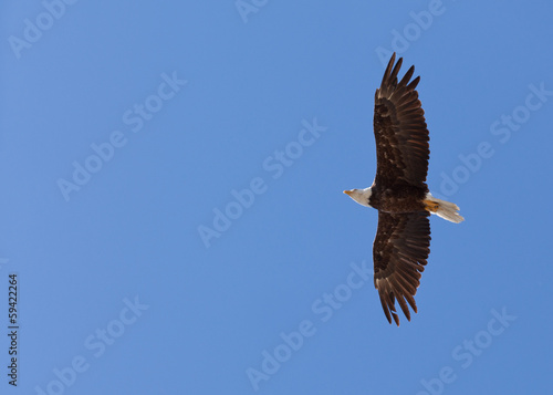 American Bald Eagle soaring