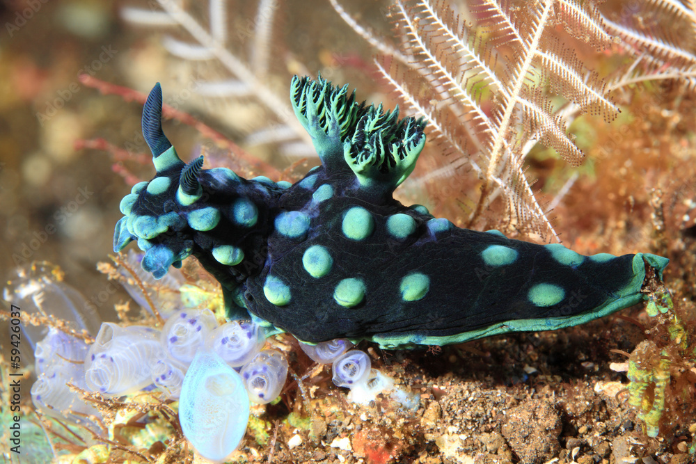 Fototapeta premium Nudibranch, Nembrotha cristata