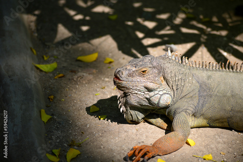 Fotografie lizard