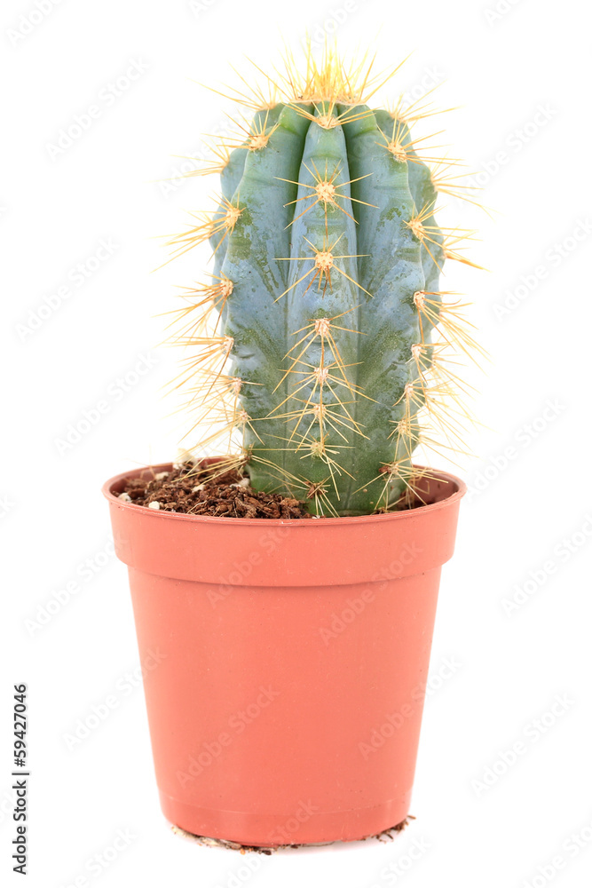 Cactus in flowerpot, isolated on white background Cactus in flowerpot, isolated on white background