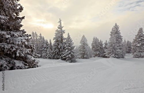Winter forest © Gudellaphoto