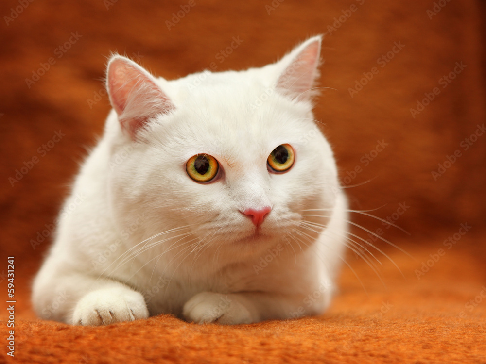 White cat with yellow eyes on carpet