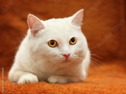 Fototapeta Naklejka Na Ścianę i Meble -  White cat with yellow eyes on carpet