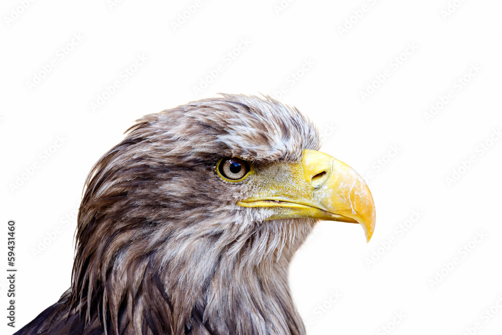 Obraz premium isolated Big Sea Eagle (Haliaeetus albicill) looking ahead