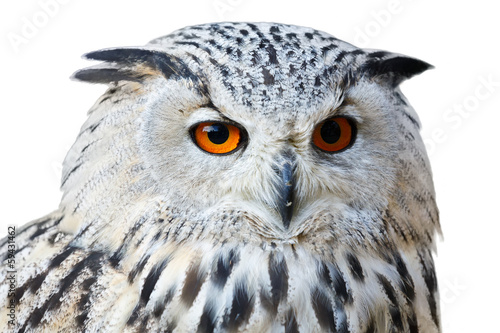 isolated eagle owl with his big and beautiful oranges eyes © ArtushFoto