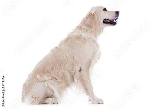 golden retriever