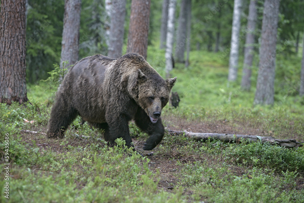 European brown bear, Ursus arctos arctos European brown bear, Ursus arctos arctos