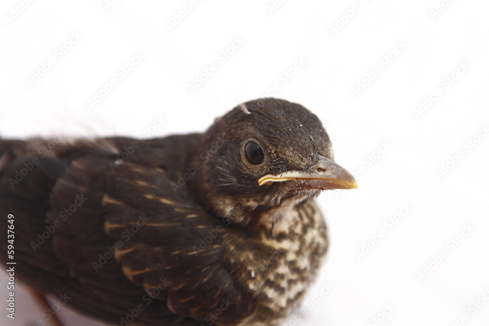 Fototapeta premium small Blackbird 1 week of life