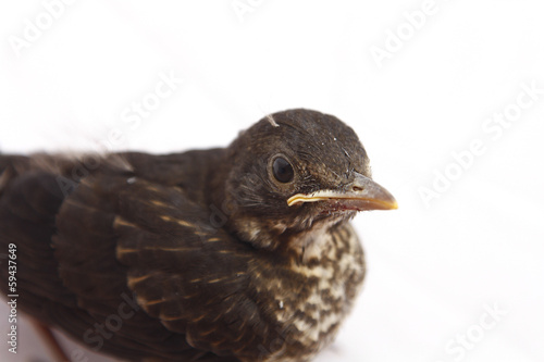 small Blackbird 1 week of life