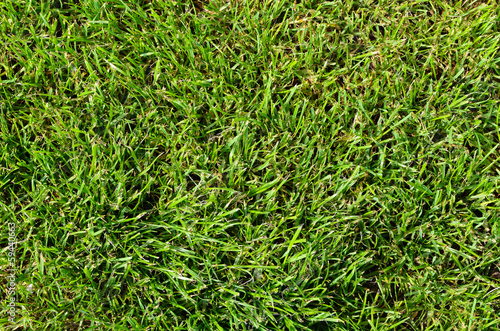 Background of fresh green summer grass