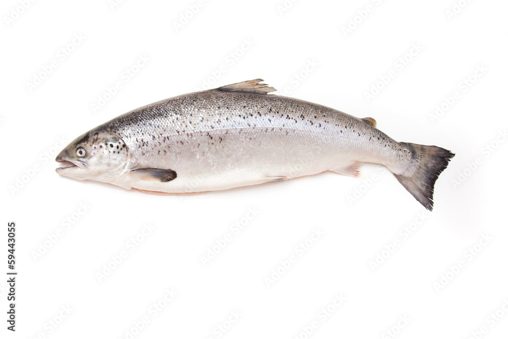 Scottish Salmon isolated on a white studio background. Scottish Salmon isolated on a white studio background.