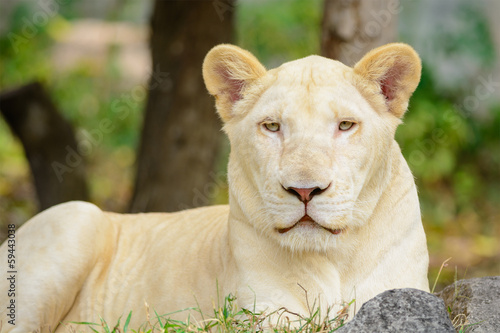 Closeup white lion Panthera leo  look at the camera