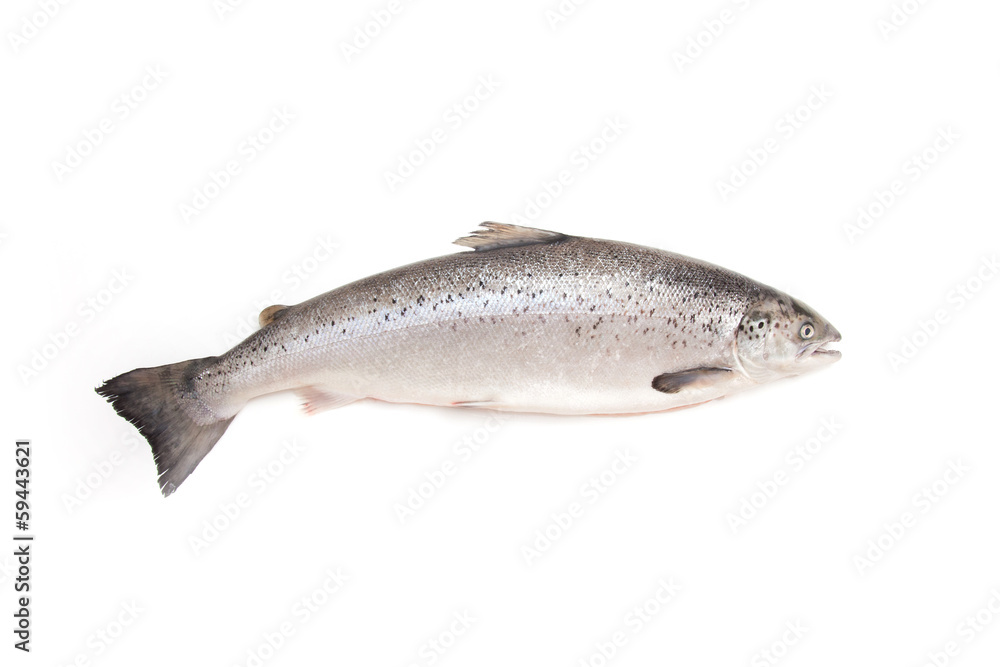 Naklejka premium Scottish Salmon isolated on a white studio background.