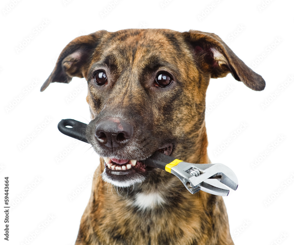 dog with adjustable wrench. isolated on white background dog with adjustable wrench. isolated on white background