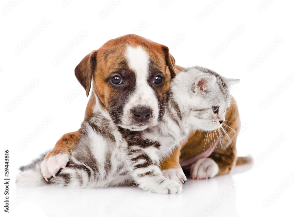puppy and pretty kitten together. isolated on white background