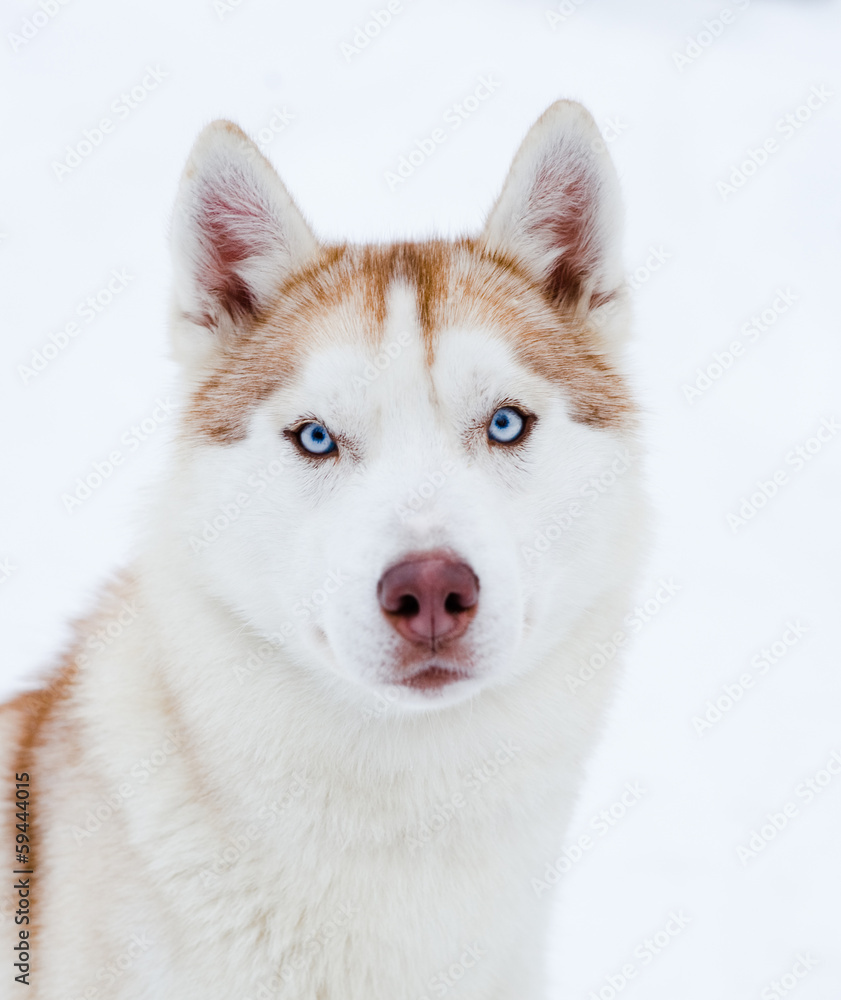 Husky portrait Husky portrait