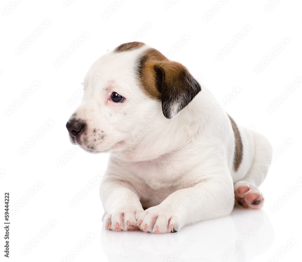 mixed breed puppy looking away. isolated on white background