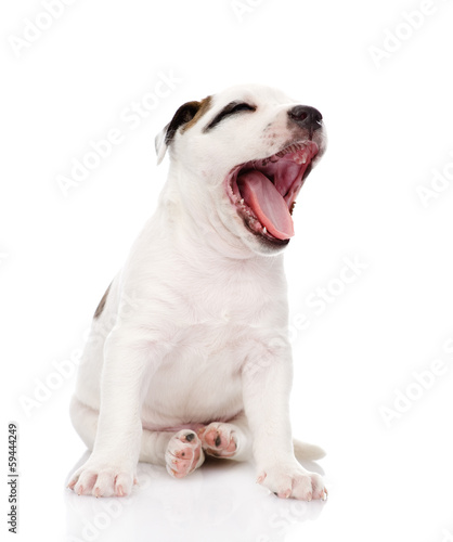 yawning puppy. isolated on white background