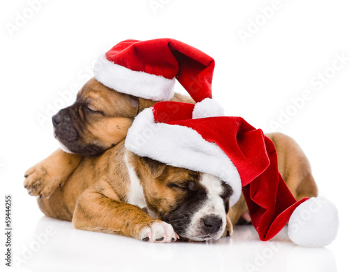 two cute puppy with santa hat. isolated on white  © Ermolaev Alexandr