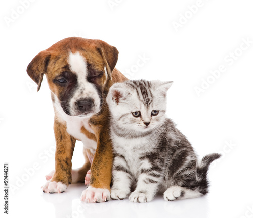Scottish kitten and puppy looking away. isolated on white  © Ermolaev Alexandr