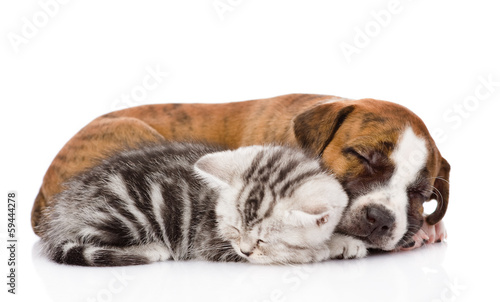 Scottish kitten and puppy sleeping together. isolated on white  © Ermolaev Alexandr