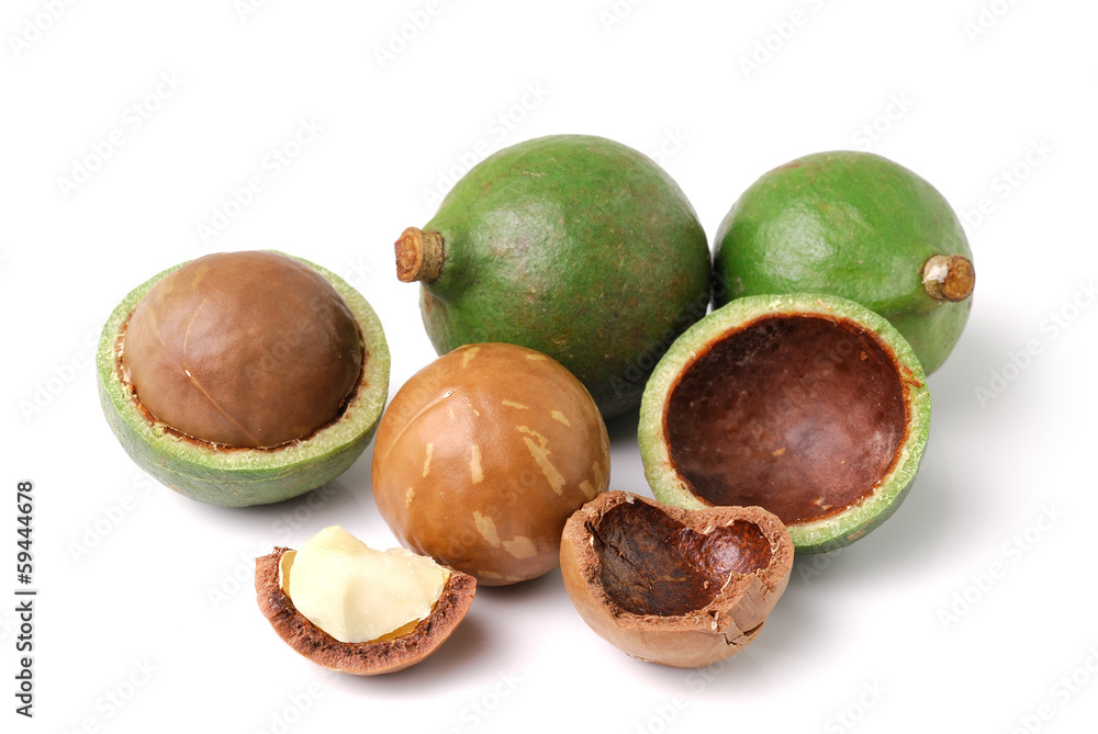 macadamia nuts on white background macadamia nuts on white background