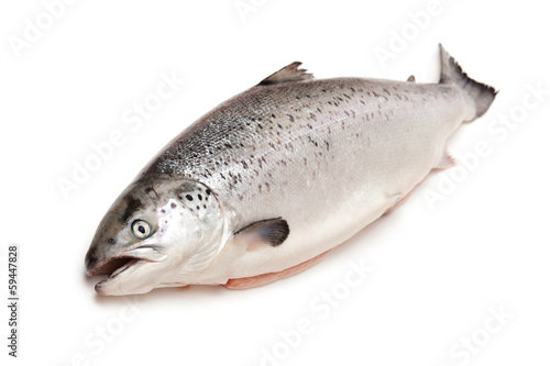 Scottish Salmon isolated on a white studio background.