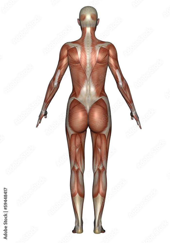 Back muscles of woman - 3D render Back muscles of woman - 3D render