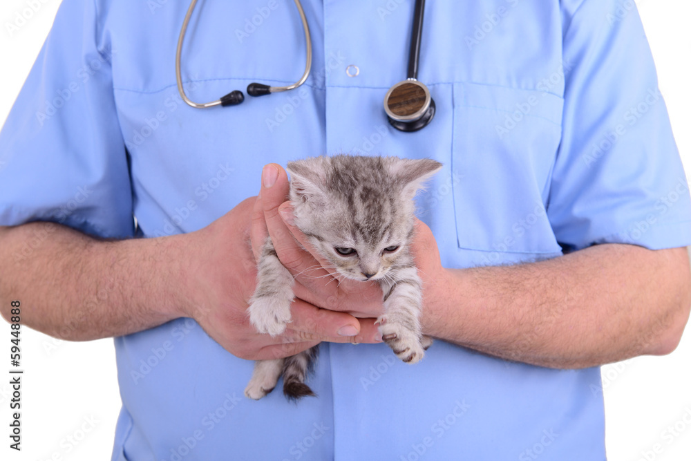 veterinarian inspection kitten veterinarian inspection kitten