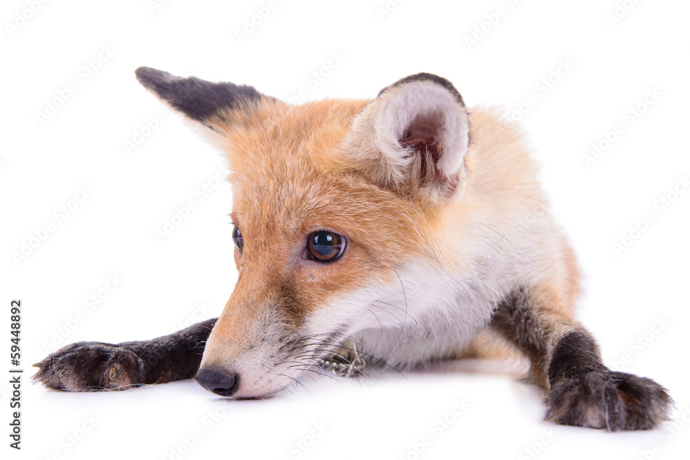 red fox isolated
