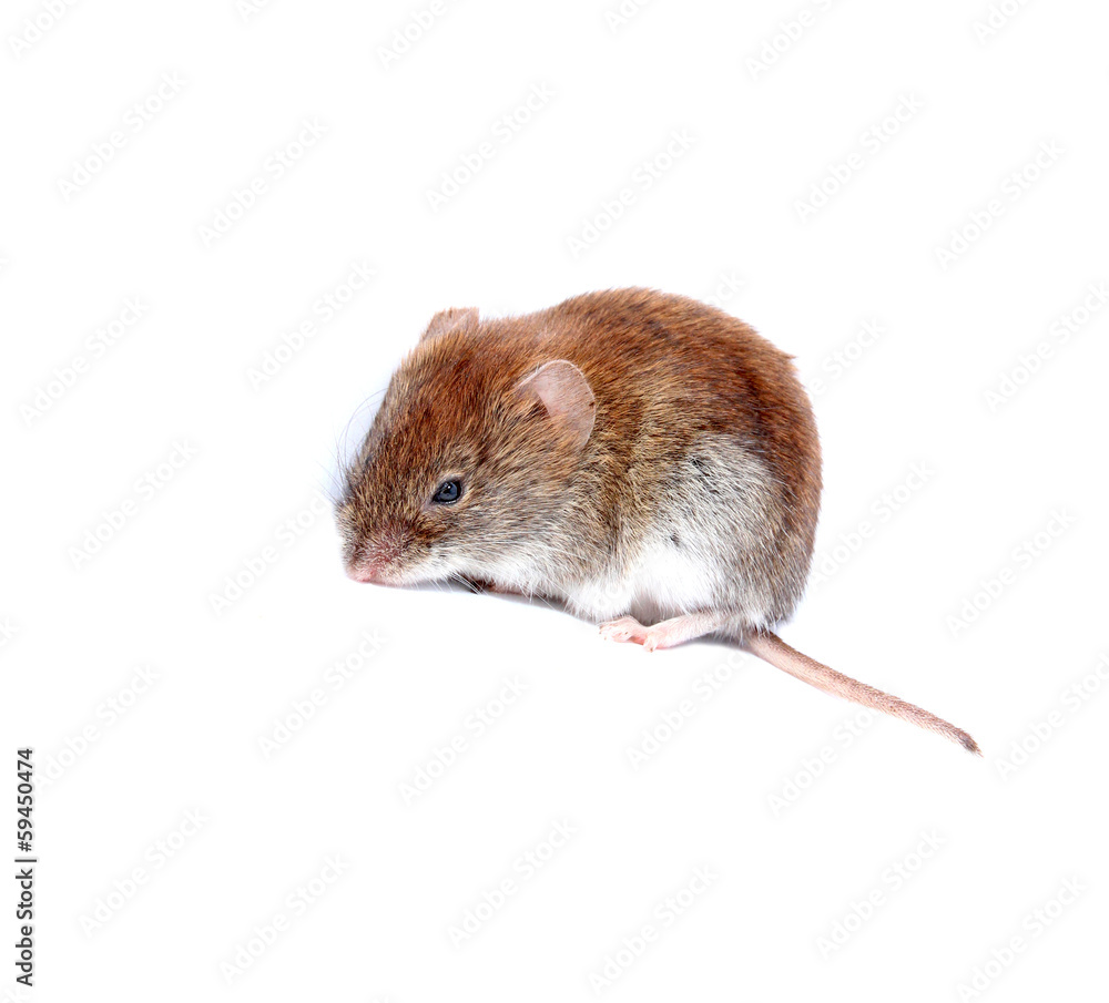 Little brown mouse isolated