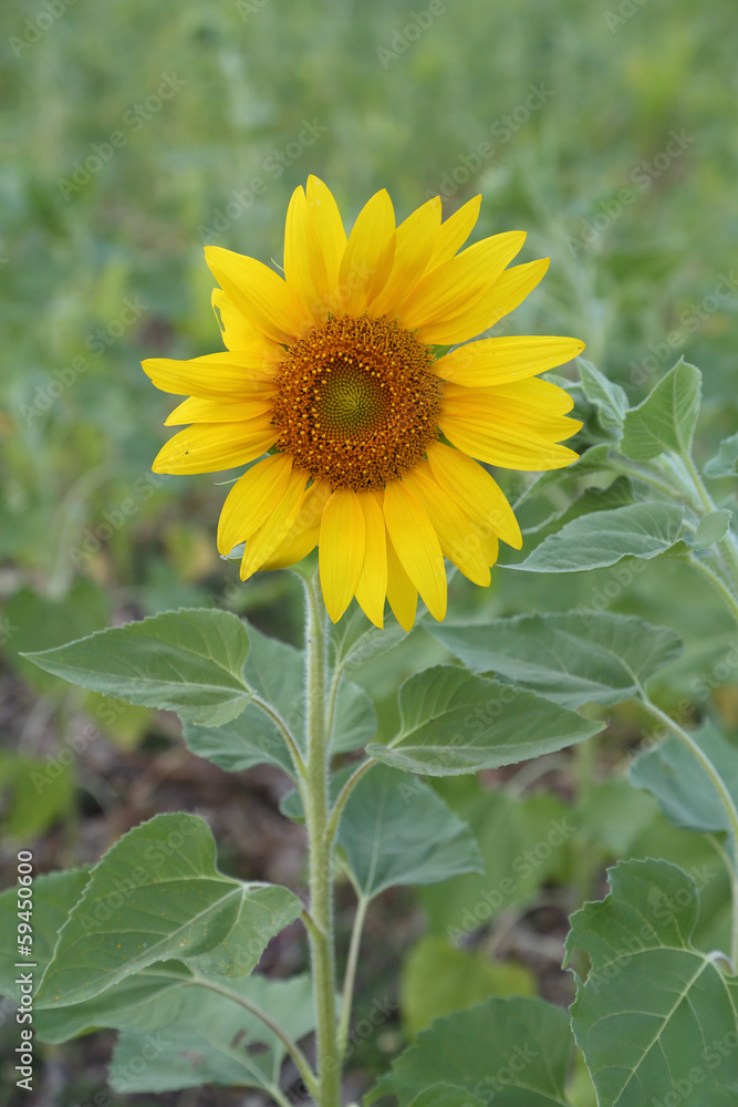 Obraz premium small sunflower