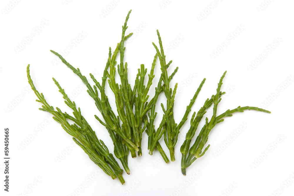Fototapeta premium Samphire isolated on a white studio background.
