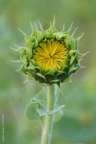 Fototapeta Naklejka Na Ścianę i Meble -  small yellow sunflower with closed petals and green leaves