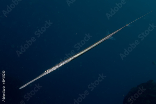 Tableau sur toile Cornetfish portrait