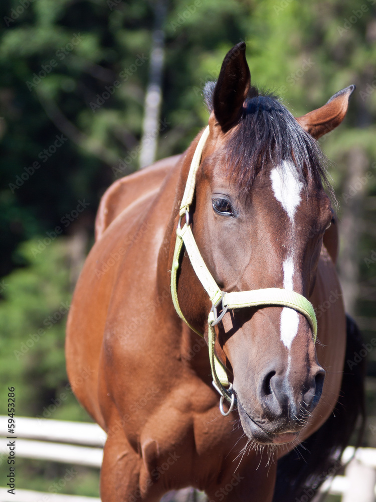 Fototapeta premium Closeup horse with a bridle