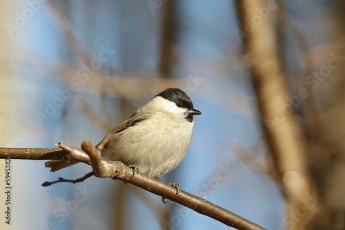 Marsh Tit - Parus palustris on a twig in the sunshine