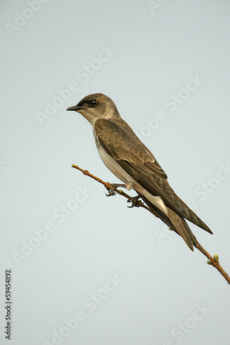 Brown-chested martin, Progne tapera, © Erni