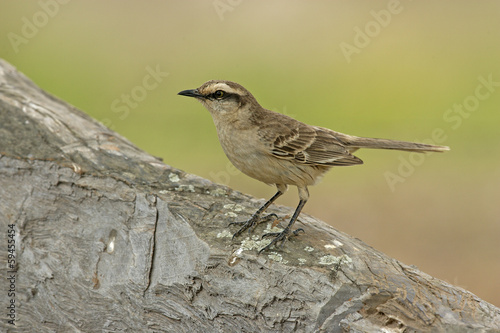 Chalk-browed mockingbird, Mimus saturninus photo