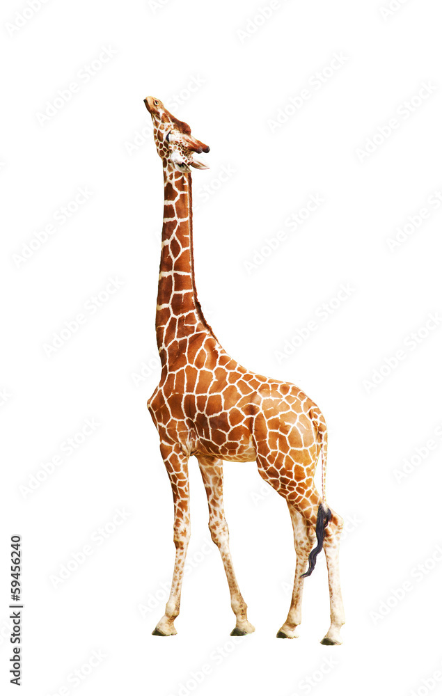 Naklejka premium Żyrafa (Giraffa camelopardalis)