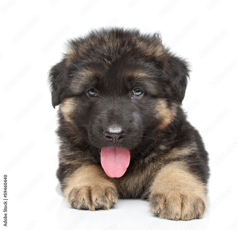 German shepherd puppy German shepherd puppy