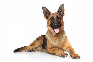 Acrylglasbilder Hund Deutscher Schäferhund im klassischen Porträt  © jagodka